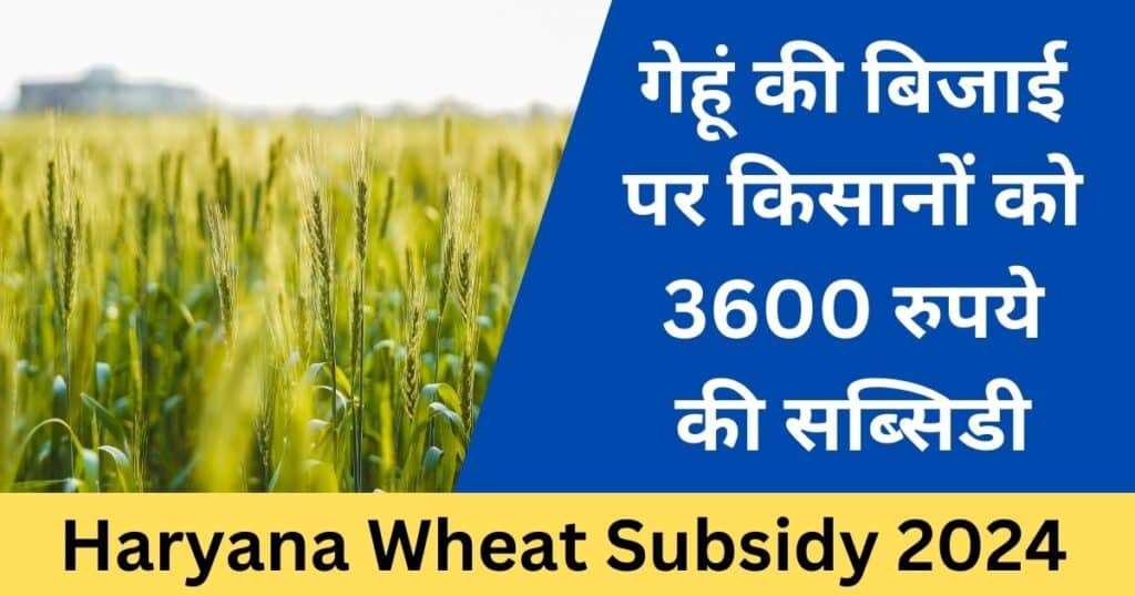 Haryana Wheat Subsidy 2024: गेहूं की बिजाई पर किसानों को 3600 रुपये की सब्सिडी